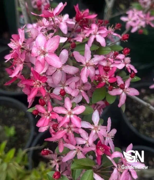 Malus Matton Tom Mathews - Shrubs & Trees - Garden View Nursery