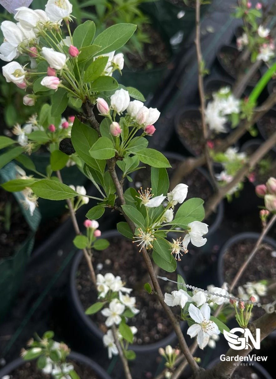 Malus Sutyzam (Sugar Time) - Shrubs & Trees - Garden View Nursery