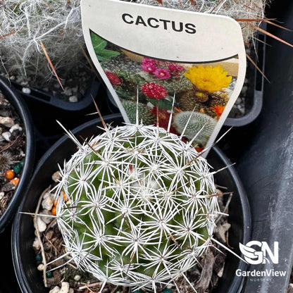 Mammillaria Vetula Ssp Gracilis (Thimble Cactus) - Cactus & Succulents - Garden View Nursery
