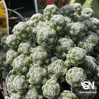 Mammillaria Vetula Ssp Gracilis (Thimble Cactus) - Cactus & Succulents - Garden View Nursery