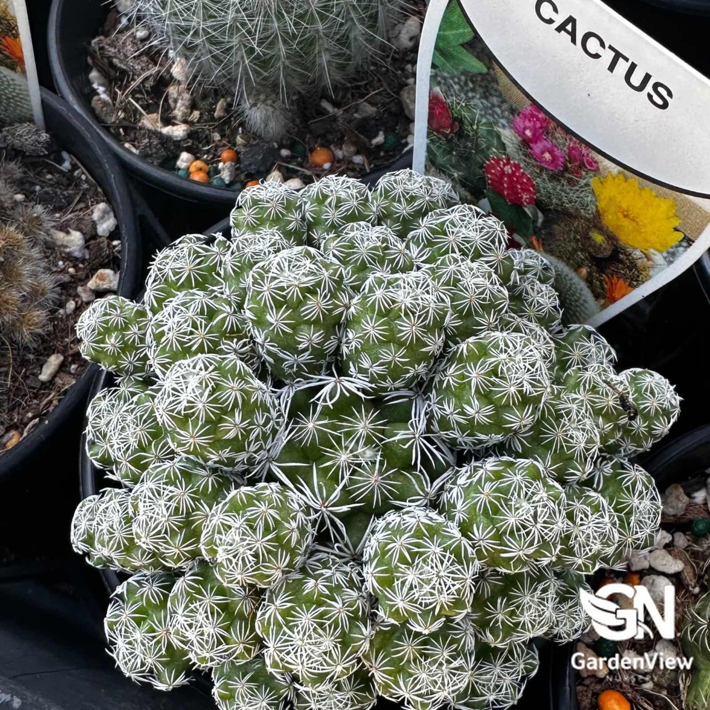 Mammillaria Vetula Ssp Gracilis (Thimble Cactus) - Cactus & Succulents - Garden View Nursery