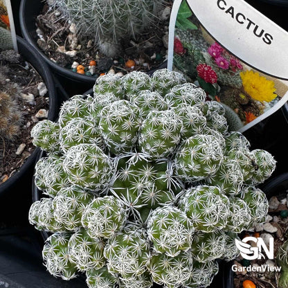 Mammillaria Vetula Ssp Gracilis (Thimble Cactus) - Cactus & Succulents - Garden View Nursery