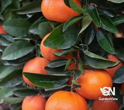 Mandarin Afourer Dwarf - Fruit Trees - Garden View Nursery