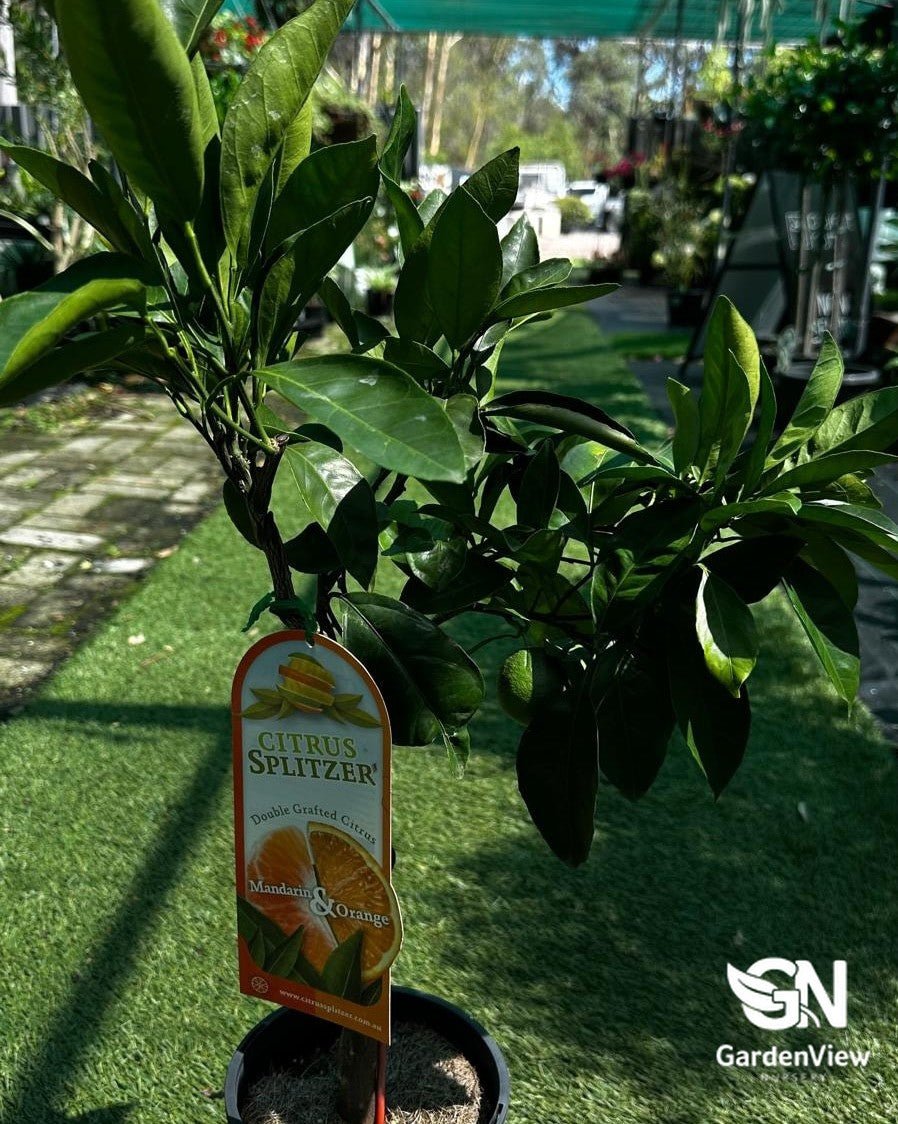 Mandarin And Orange Citrus Spritzer (Double Grafted) - Fruit Trees - Garden View Nursery