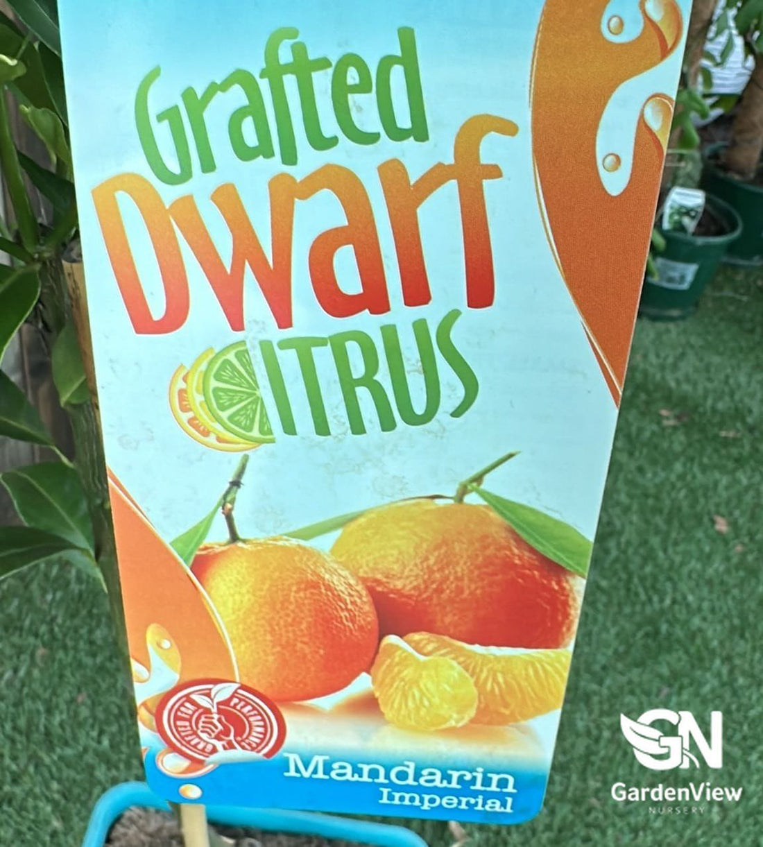 Mandarin Imperial Dwarf - Fruit Trees - Garden View Nursery