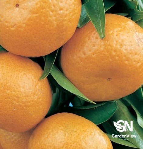 Mandarin Imperial - Fruit Trees - Garden View Nursery