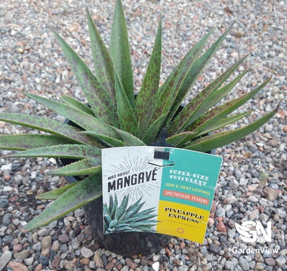 Mangave Pineapple Hybrid - Cactus & Succulents - Garden View Nursery