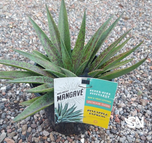 Mangave Pineapple Hybrid - Cactus & Succulents - Garden View Nursery