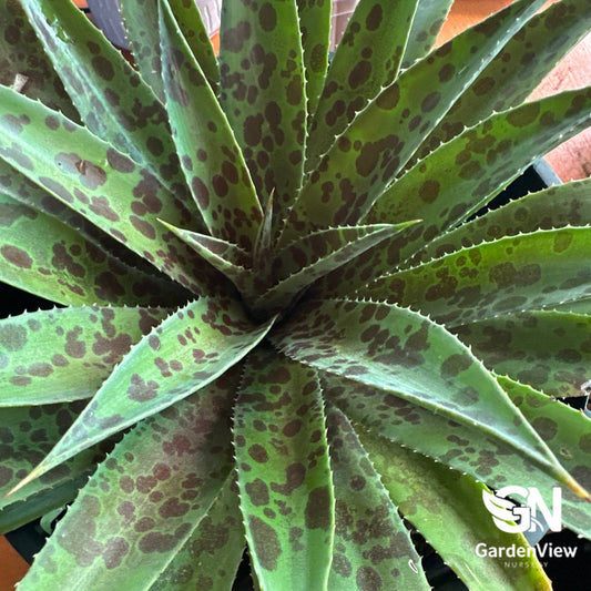 Mangave Pineapple Hybrid with green leaves and dark spots, viewed from above