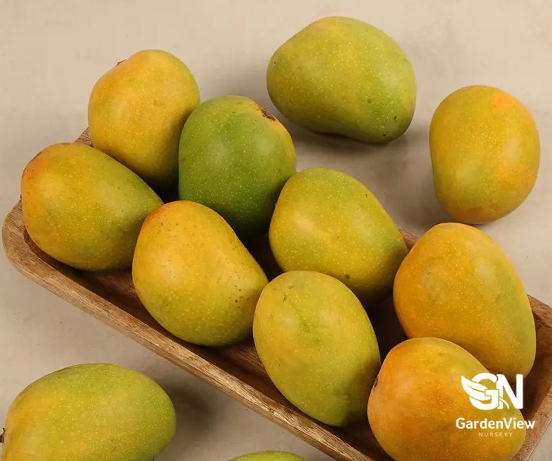 Mango Alphonso - Fruit Trees - Garden View Nursery