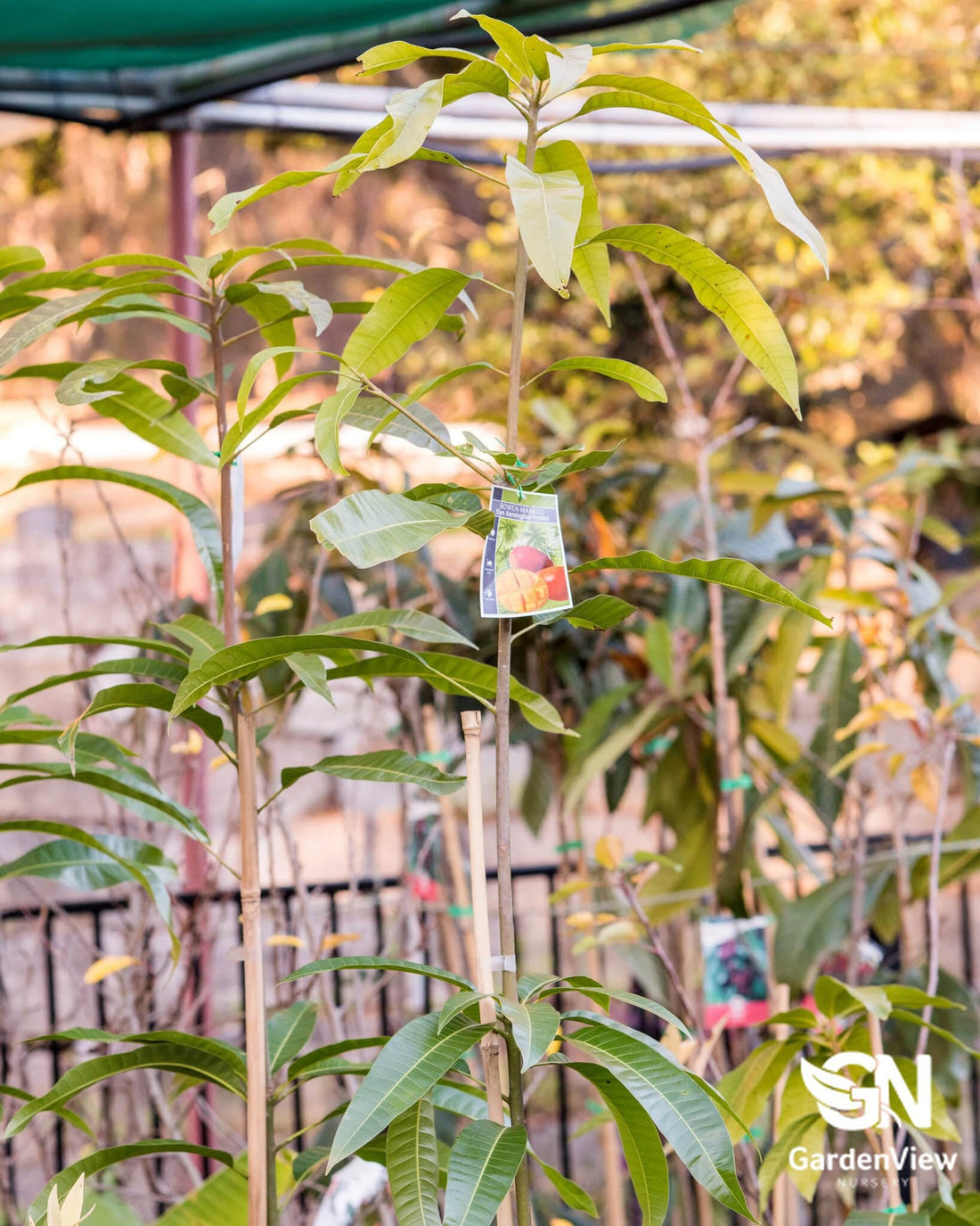 Mango Kensington - Fruit Trees - Garden View Nursery