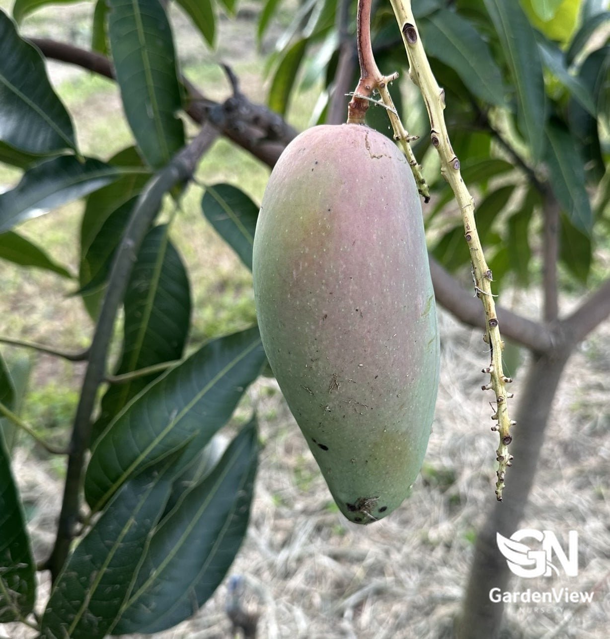 Mango King Thai - Fruit Trees - Garden View Nursery