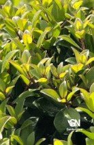 Metrosideros Little Ewan - Shrubs & Trees - Garden View Nursery