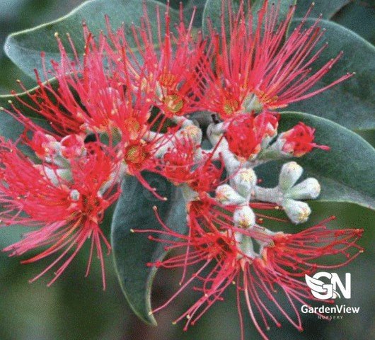 Metrosideros Thomasii - Shrubs & Trees - Garden View Nursery