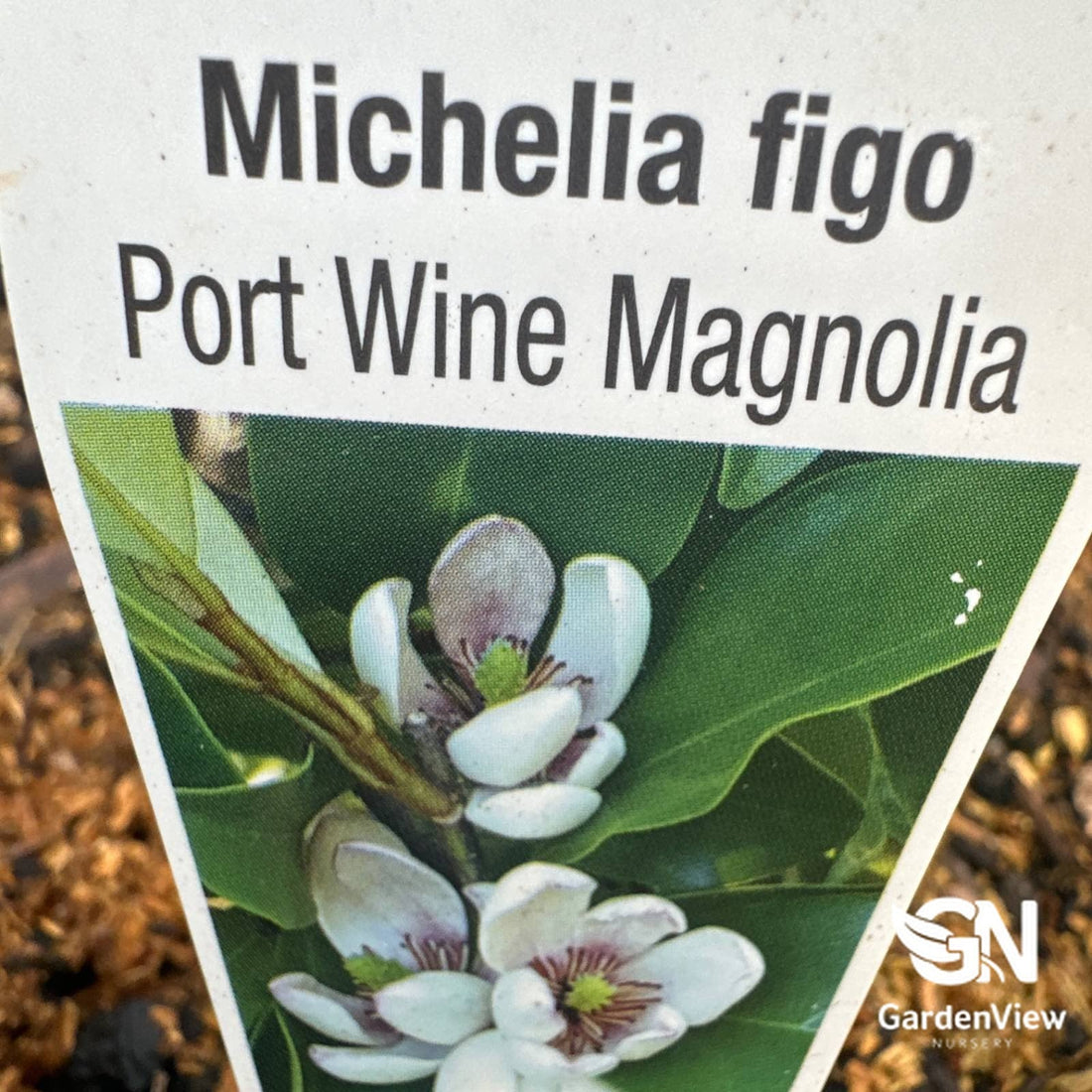 Michelia Figo - Shrubs & Trees - Garden View Nursery