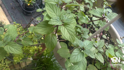 Mint Chocolate - Indoor Plants - Garden View Nursery