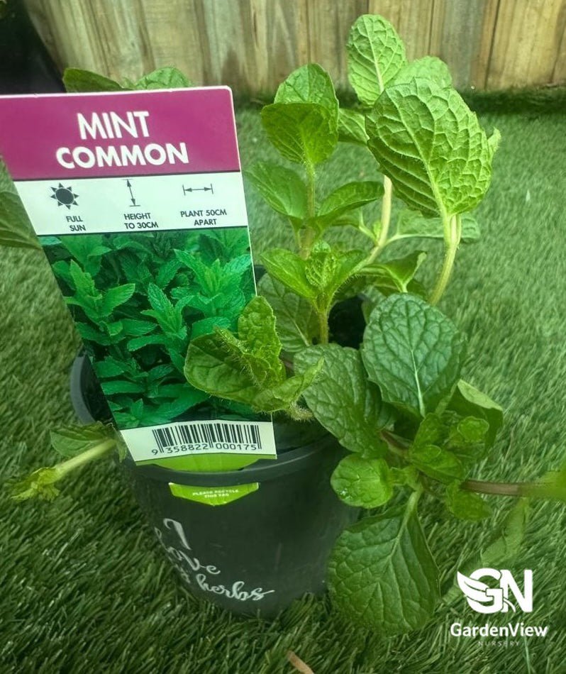 Mint Common - Indoor Plants - Garden View Nursery