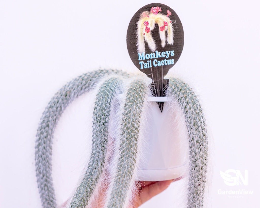 Monkey Tail 13Cm - Cactus & Succulents - Garden View Nursery