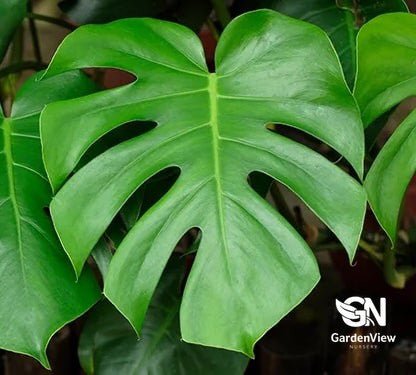 Monstera Deliciosa (Fruit Salad Plant) - Indoor Plants - Garden View Nursery
