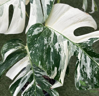 Monstera Deliciosa (White Monster) - Indoor Plants - Garden View Nursery