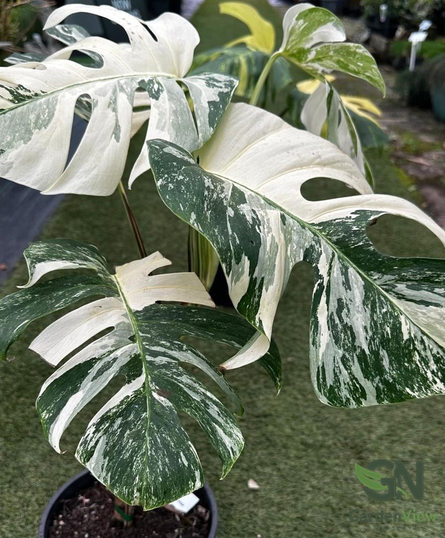 Monstera Deliciosa White Monster | Variegated Indoor Plant Online