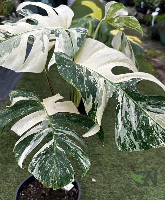 Monstera Deliciosa (White Monster) - Indoor Plants - Garden View Nursery