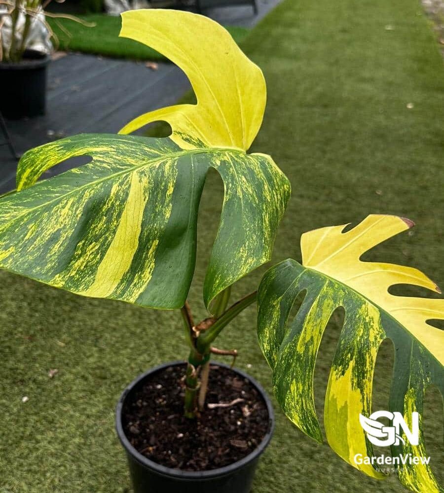 Monstera Deliciosa (Yellow Marilyn) - Indoor Plants - Garden View Nursery