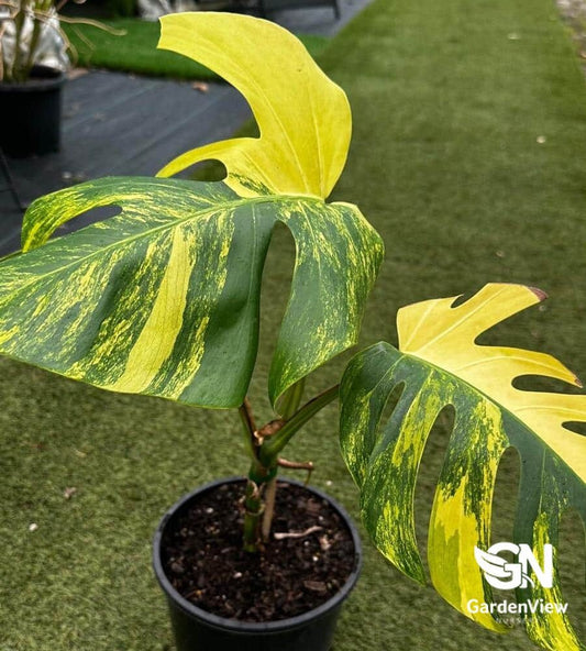 Monstera Deliciosa (Yellow Marilyn) - Indoor Plants - Garden View Nursery