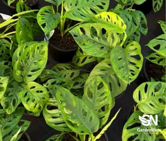 Monstera Lechleriana - Indoor Plants - Garden View Nursery