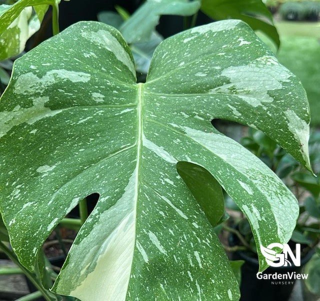 Monstera Thai Constellation - Indoor Plants - Garden View Nursery