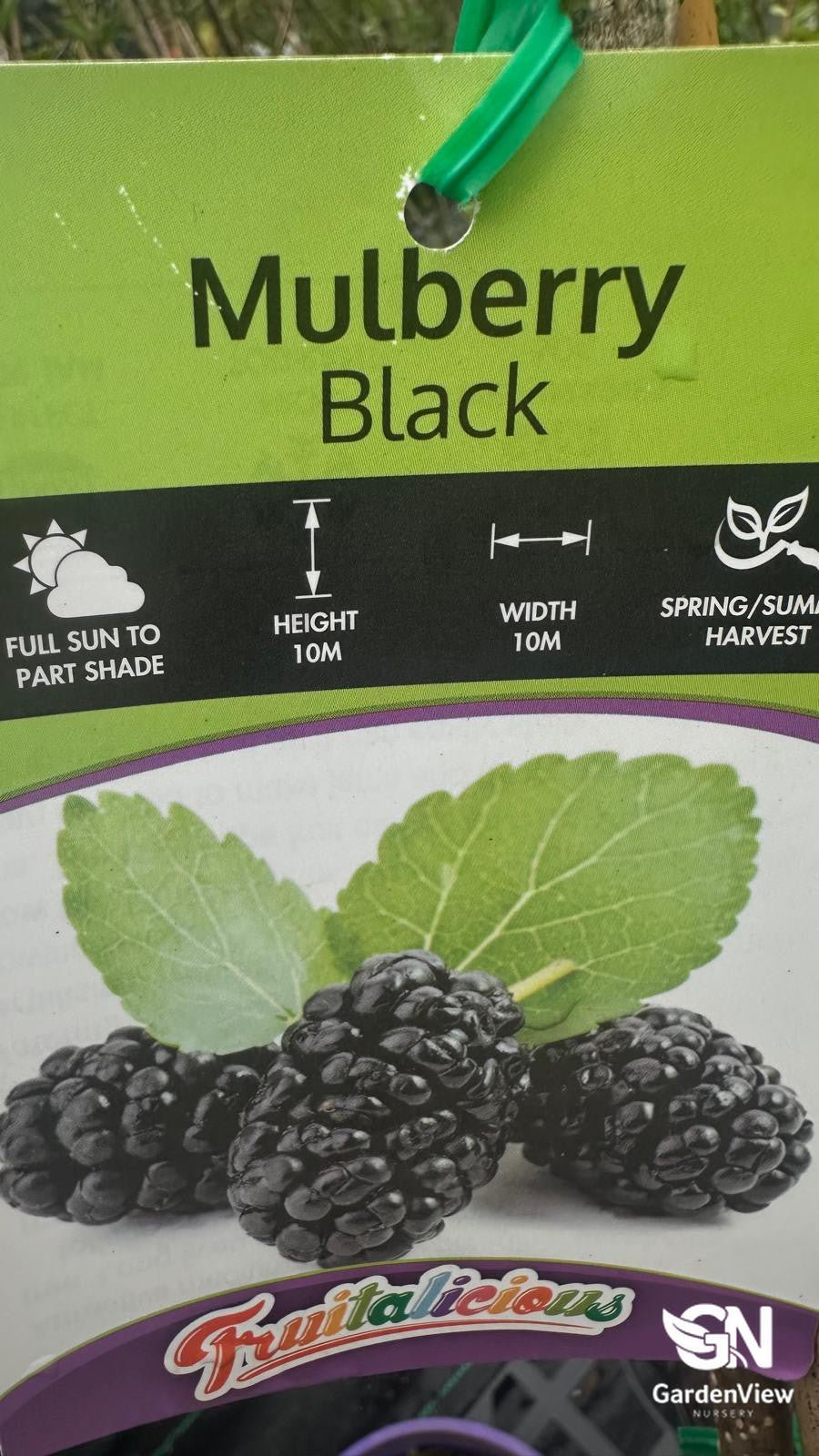 Mulberry Black - Fruit Trees - Garden View Nursery