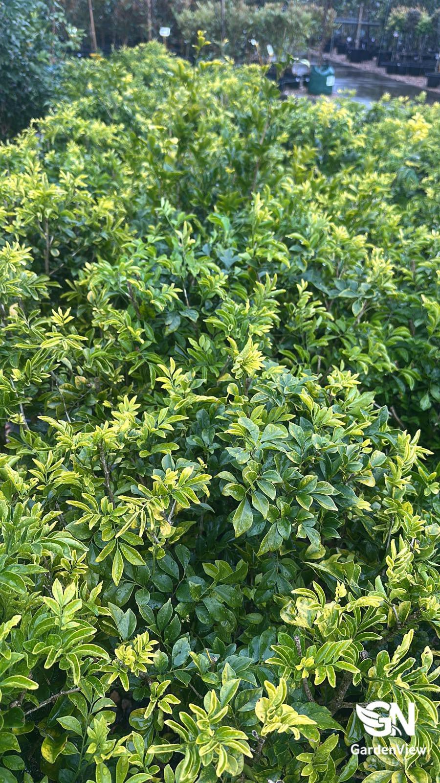 Murraya Paniculata - Hedges & Screening - Garden View Nursery