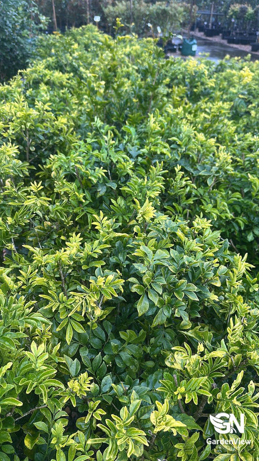 Murraya Paniculata - Hedges & Screening - Garden View Nursery
