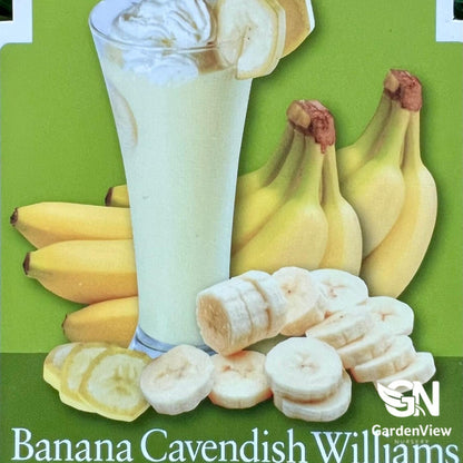 Musa acuminata (Banana Cavendish Williams) - Fruit Trees - Garden View Nursery