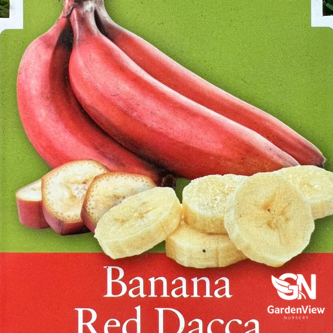 Musa Acuminata Red Dacca banana with distinctive red skin and cream colored sliced fruit