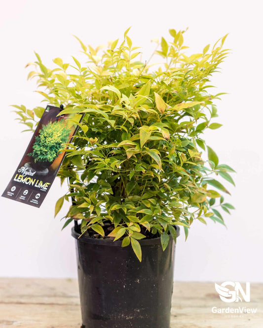 Nandina Lemon Lime - Hedges & Screening - Garden View Nursery