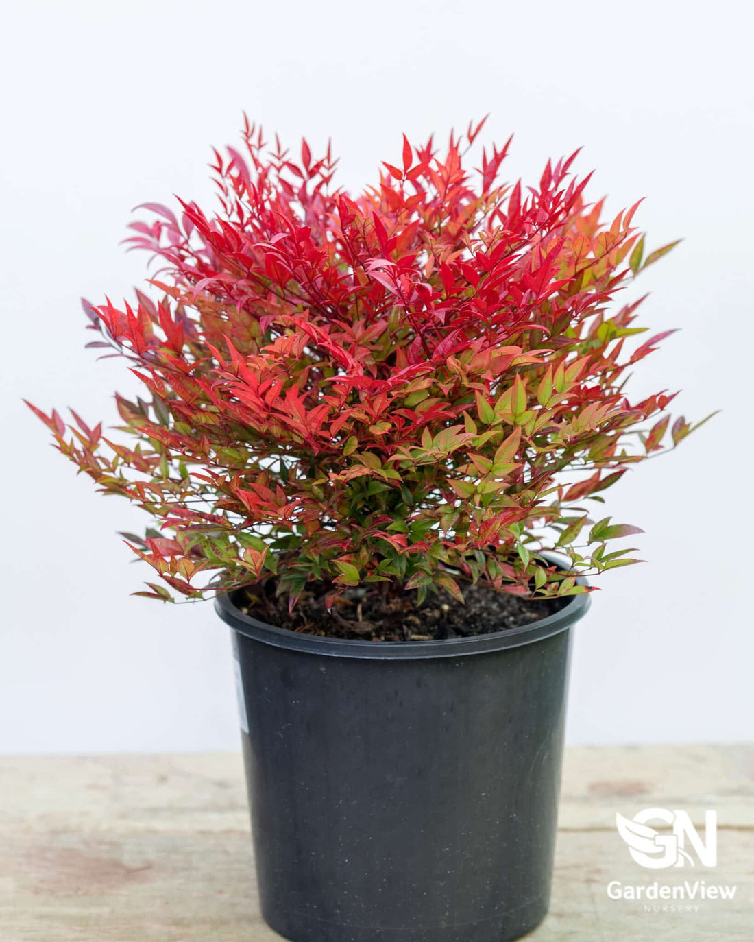 Nandina Moon Bay - Hedges & Screening - Garden View Nursery