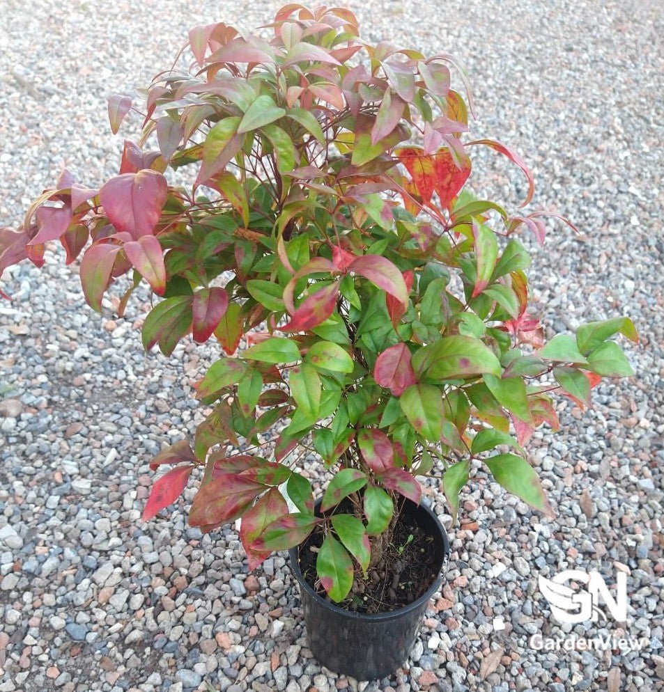 Nandina Nana - Hedges & Screening - Garden View Nursery