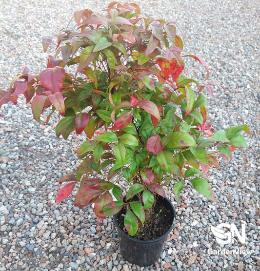 Nandina Nana - Hedges & Screening - Garden View Nursery