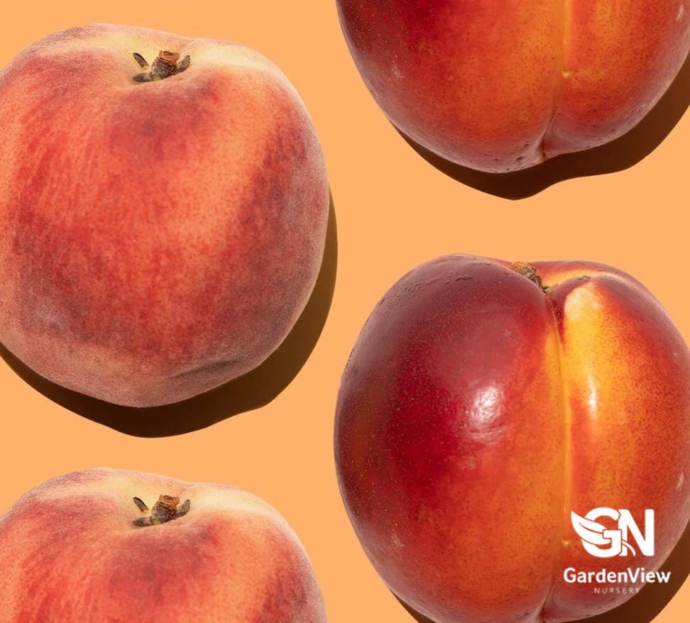 Nectarine Goldmine - Fruit Trees - Garden View Nursery