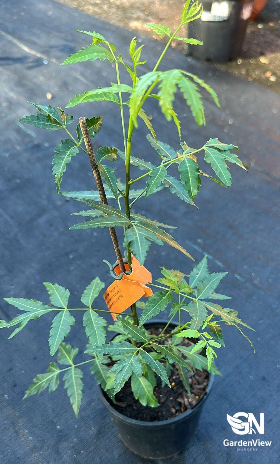 Neem (Azadirachta Indica) - Shrubs & Trees - Garden View Nursery