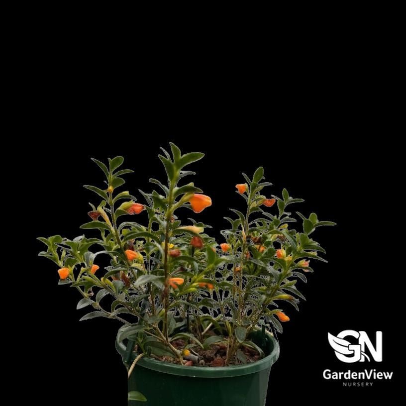 Nematanthus Glabra ‘Gold Fish’ - Indoor Plants - Garden View Nursery