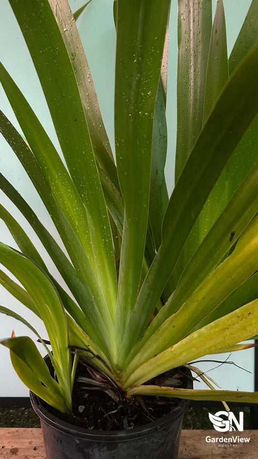 Neomarica Northiana - Climbers & Ground Covers - Garden View Nursery