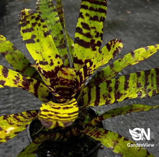 Neoregelia Storm Blade Bromeliad - Cactus & Succulents - Garden View Nursery