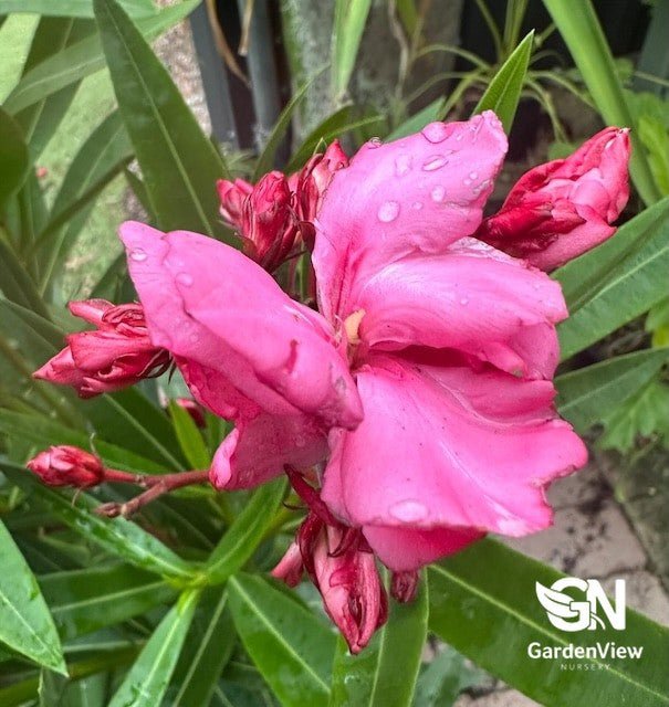 Nerium Oleander (Double Rose Pink) - Shrubs & Trees - Garden View Nursery