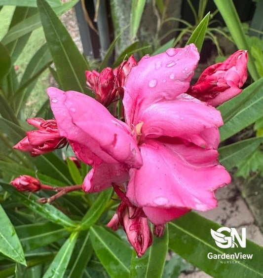 Nerium Oleander (Double Rose Pink) - Shrubs & Trees - Garden View Nursery