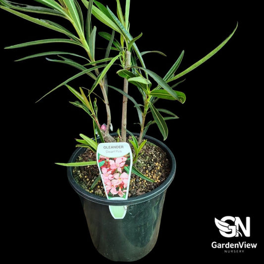 Nerium Oleander Dwarf Pink - Shrubs - Garden View Nursery