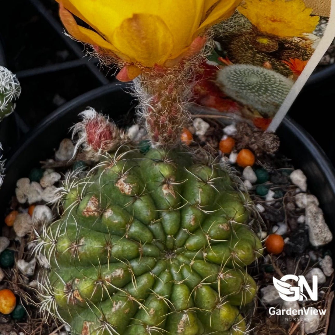 Notocactus Ottonis - Cactus & Succulents - Garden View Nursery