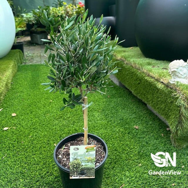 Olive Bambalina Std - Fruit Trees - Garden View Nursery