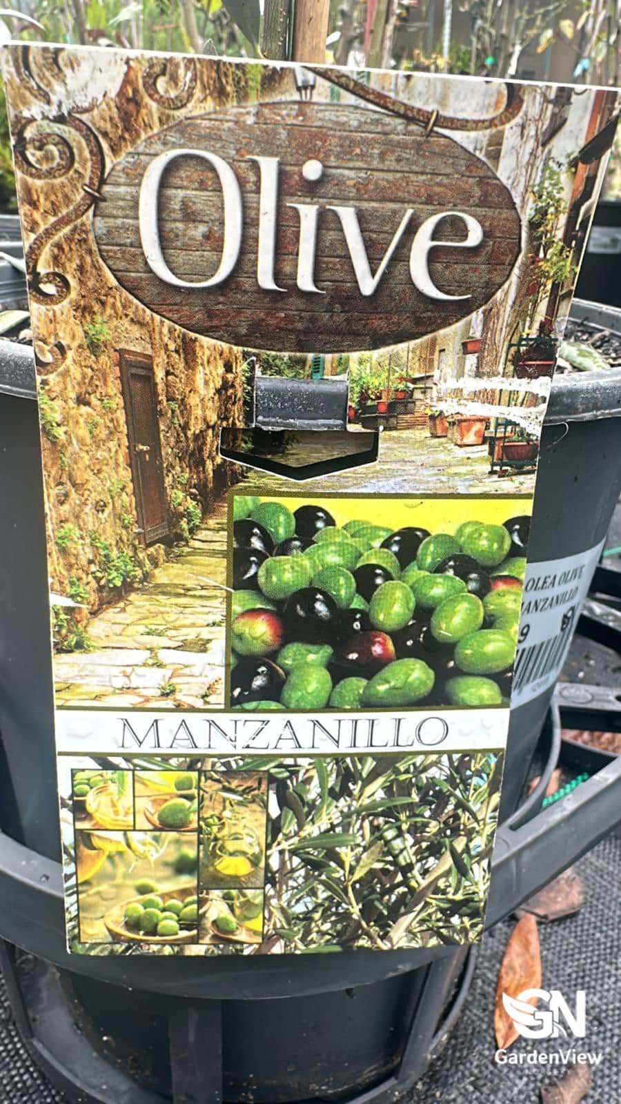 Olive Manzanillo - Fruit Trees - Garden View Nursery